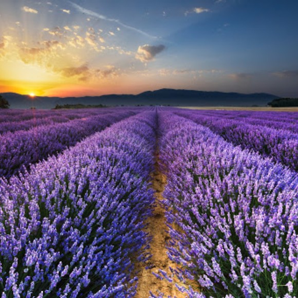 Meet your Posher, Wendy - Picture 1 of 1